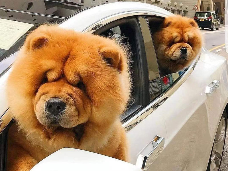 Chow Chow Arrives in America