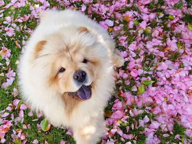 The Chow Chow exotic appearance