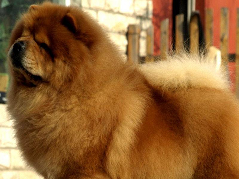 dense coat of the Chow Chow