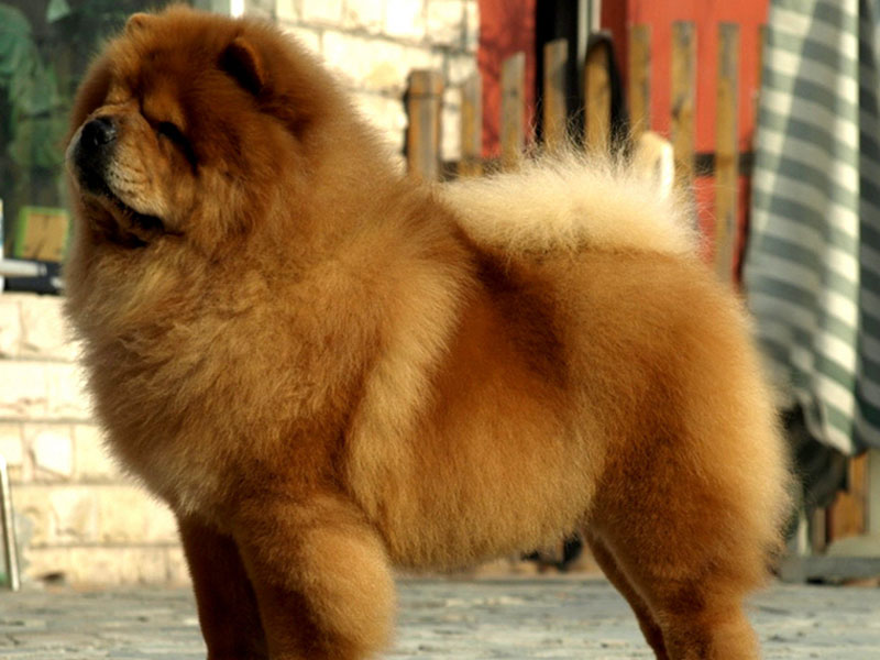 How to Train a Chow Chow