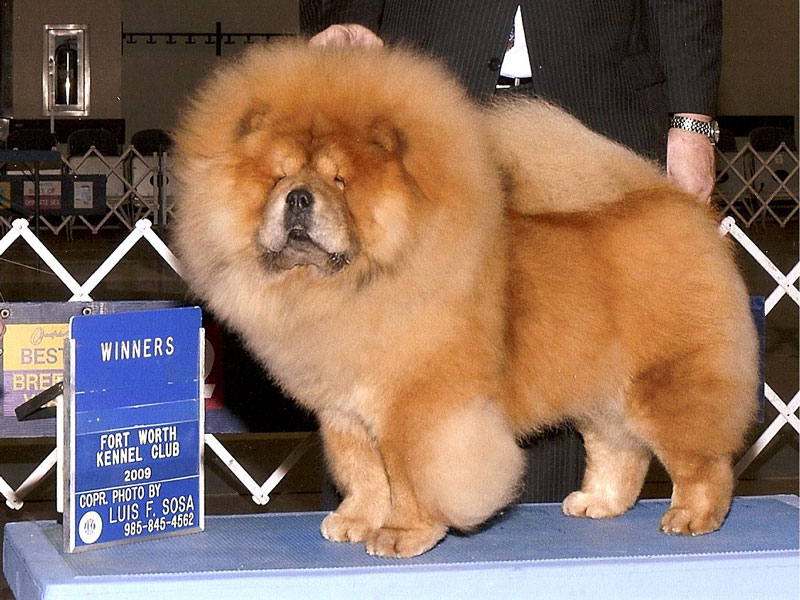 How to Train a Chow Chow