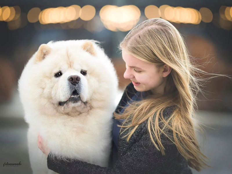 Chow Chow Hypoallergenic