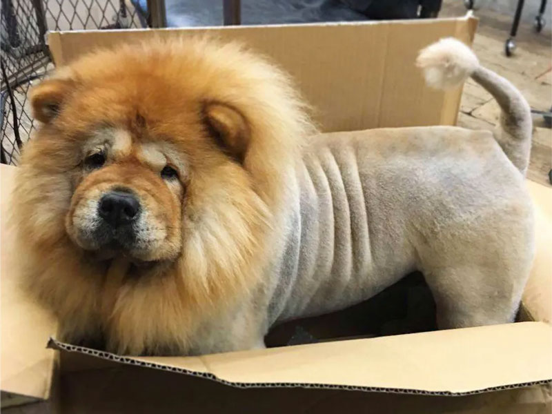 shaving chow chow