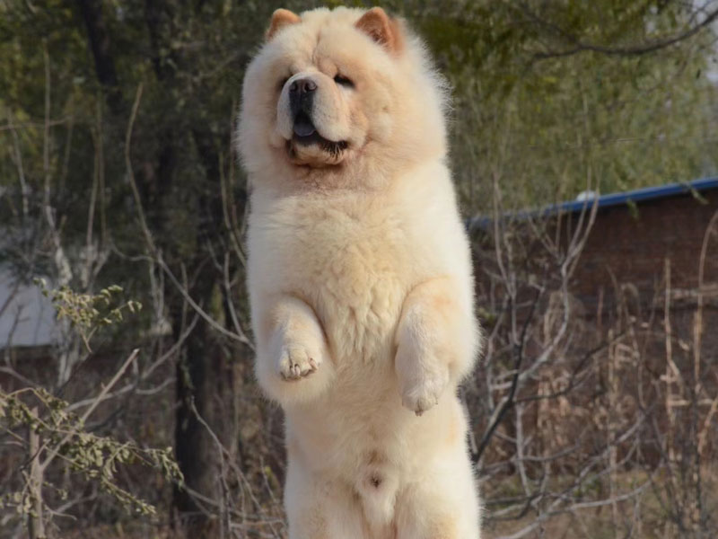Chow Chow Quentin