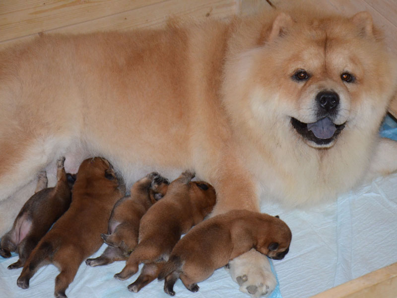 August 2 2023 newborn puppies